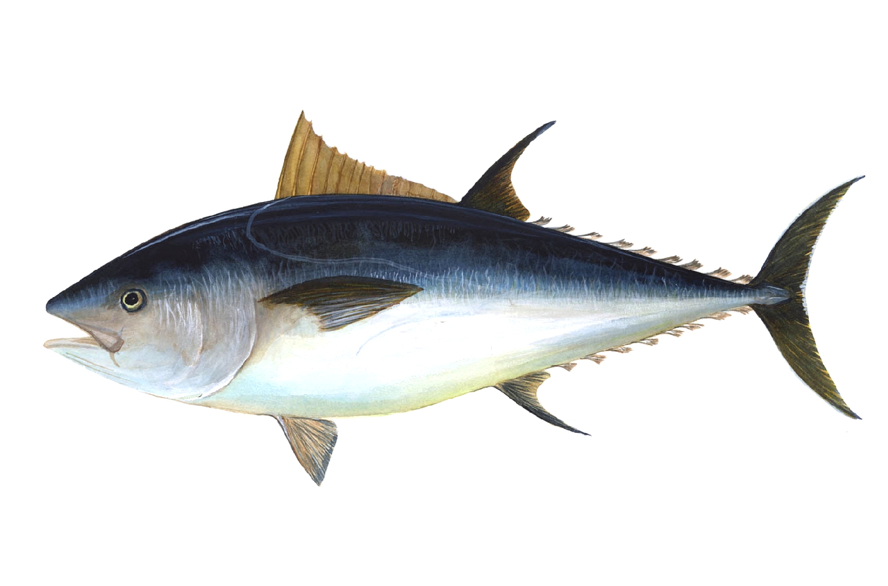 Atún vermello / atún rojo / bluefin tuna / Thunnus tynnus