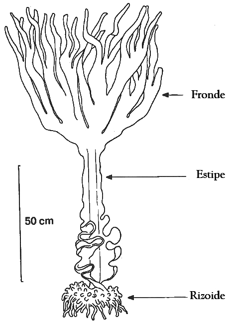Esporófito dunha Saccorrhiza polyschides