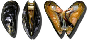 Fonte: https://ar.wikipedia.org/wiki/%D9%85%D9%84%D9%81:Moules_Miesmuscheln_mussel.jpg