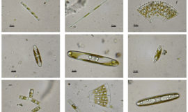 Despois de ler este artigo non mirarás as microalgas do plancto do mesmo xeito