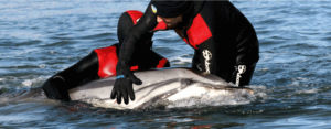 Varamento de cetaceos golfiño vivos Fonte: www.cemma.org
