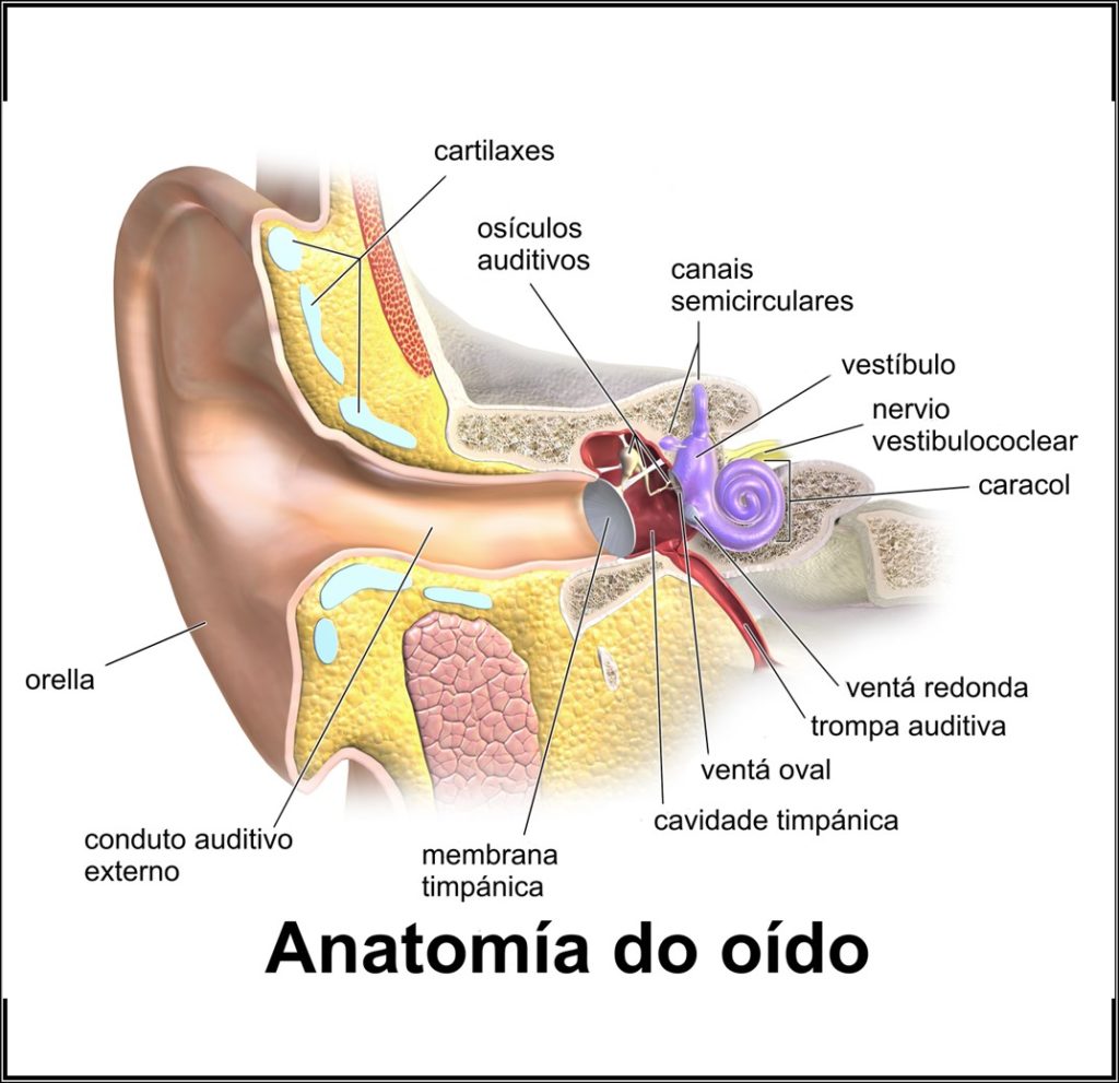 Anatomía do oído, onde se sinalan os canais semicirculares. É un dos órganos responsables dos mareos por movemento.