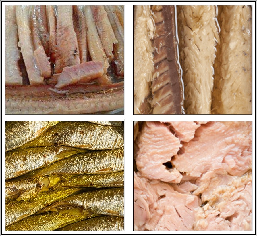 Catro imaxes representativas de conservas de pescado tal e como as consumimos na actualidade