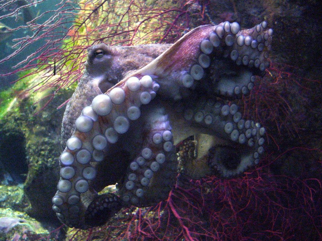 Exemplar de polbo (Octopus vulgaris)