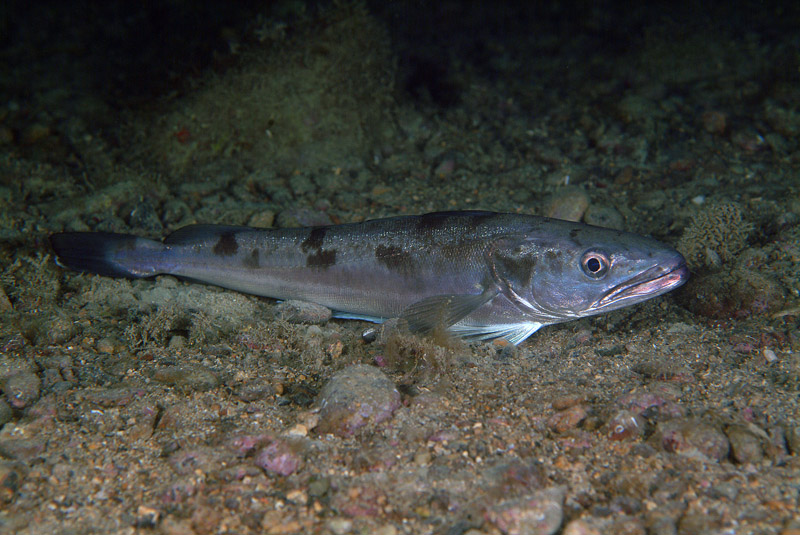 Exemplar de pescada (Merluccius merluccius) 